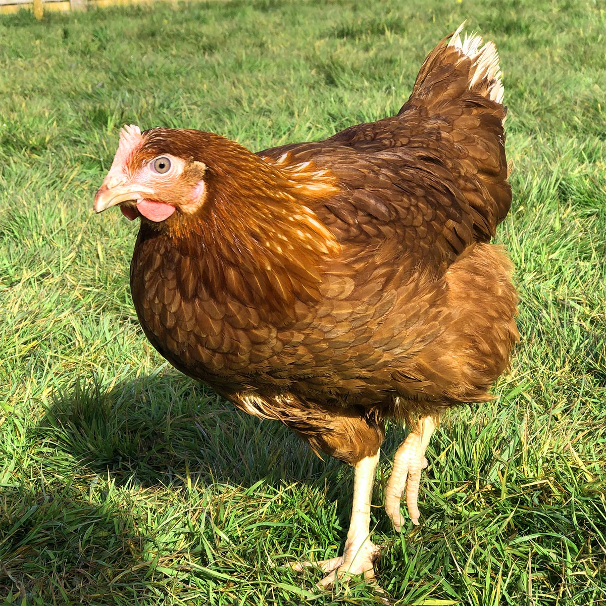 Standard Hybrid Hens For Sale Point Of Lay Uk Poultry UK POULTRY