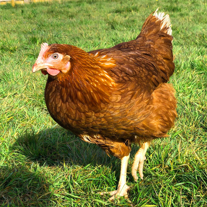 Standard Hybrid Hens For Sale