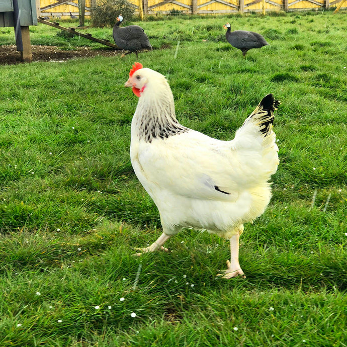 Old Sussex Star Hybrid hens For Sale
