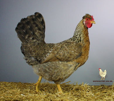 cream crested fertile hatching eggs for sale uk