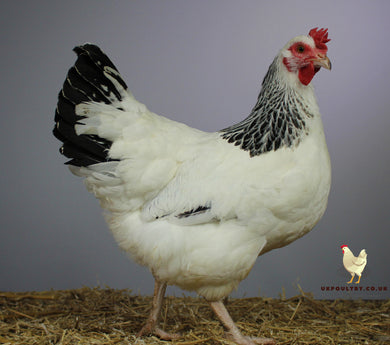 light sussex hatching eggs for sale uk