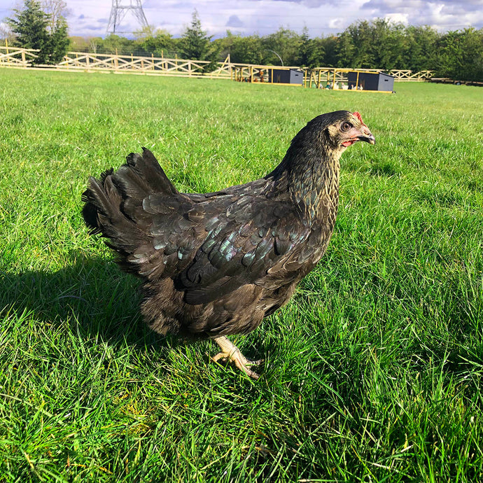Magpie Hybrid Hens For Sale