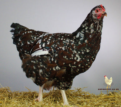 6 Speckled Sussex Hatching Eggs for sale uk