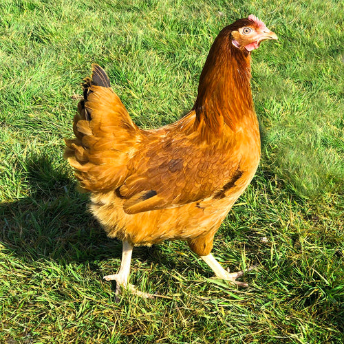 Black Tail Hybrid Hens For Sale