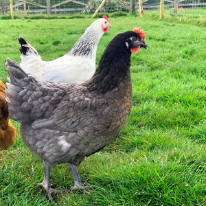 Blue Star Hybrid Hens For Sale