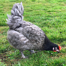 Load image into Gallery viewer, Blue Star Hybrid Hens For Sale