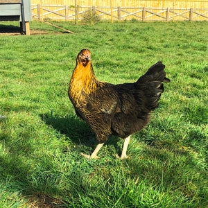 Nero Hybrid Hens For Sale