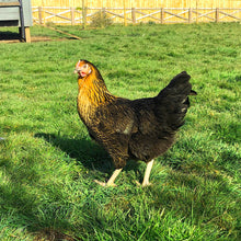 Load image into Gallery viewer, Nero Hybrid Hens For Sale