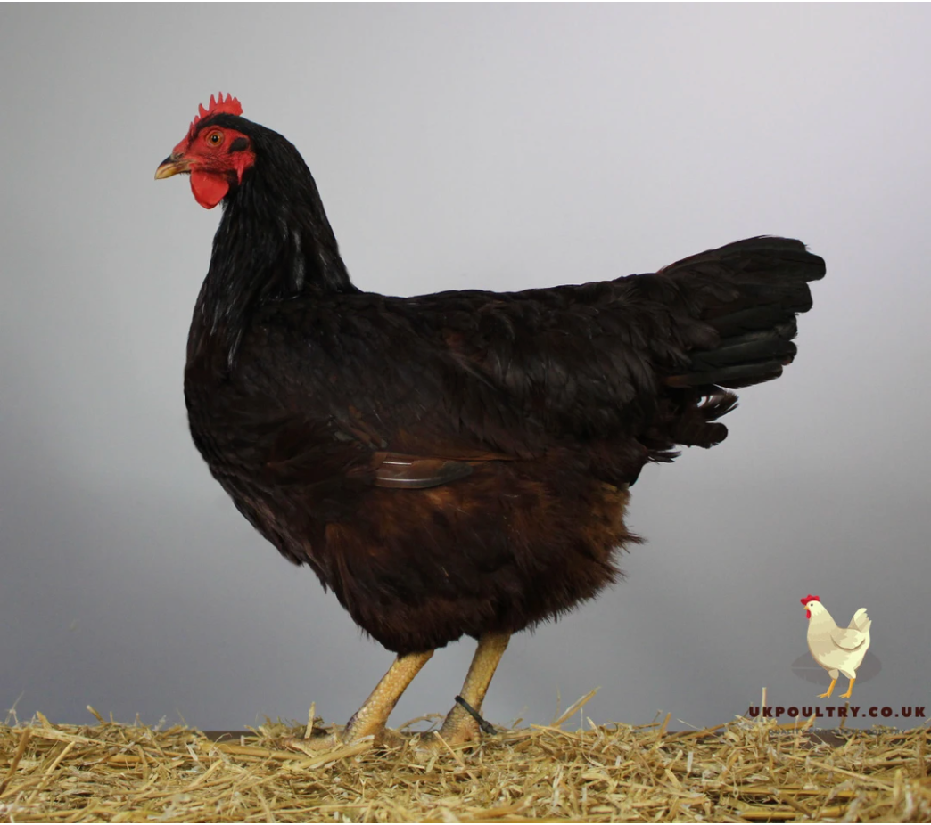 6 Rhode Island Red Hatching Eggs