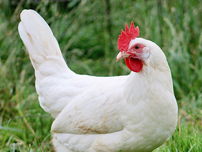 White Leghorn (AKA Whites Star) Hens For Sale