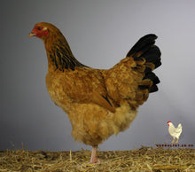 Load image into Gallery viewer, buff sussex hatching eggs for sale uk