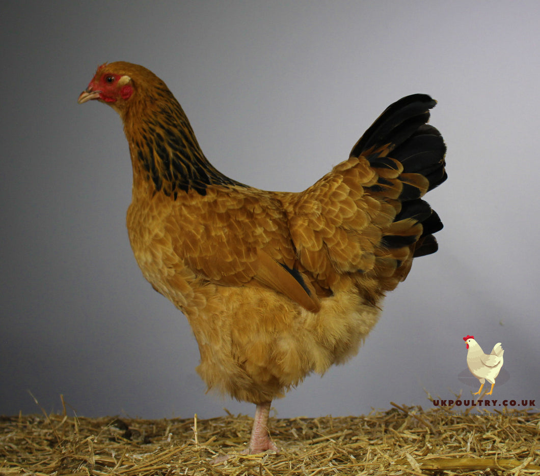 buff sussex large fowl for sale uk