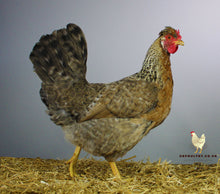 Load image into Gallery viewer, cream crested fertile hatching eggs for sale uk