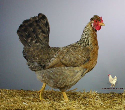 cream crested legbar large fowl for sale