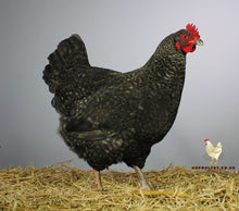 Load image into Gallery viewer, Cuckoo Maran Large Fowl Hens