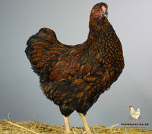 Load image into Gallery viewer, golden laced wyndotte hatching eggs for sale uk