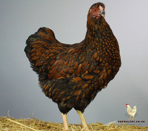 golden laced wyndotte hatching eggs for sale uk