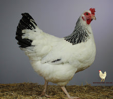 Load image into Gallery viewer, Light Sussex Large Fowl For Sale Uk - UkPoultry.com