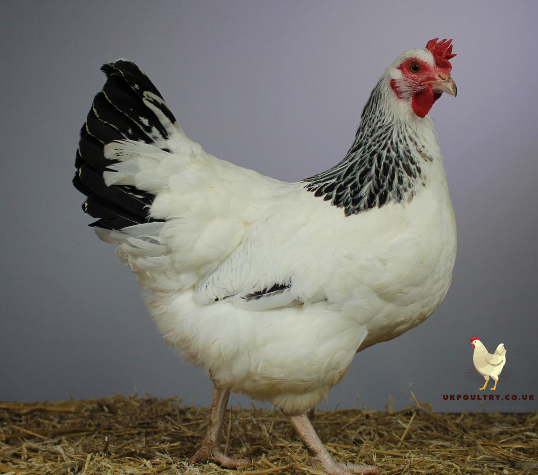 Light Sussex Large Fowl For Sale Uk - UkPoultry.com