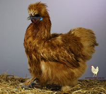 Load image into Gallery viewer, red silkie hatching eggs for sale uk