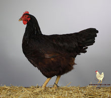 Load image into Gallery viewer, rhode island red hatching eggs for sale uk