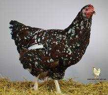 Load image into Gallery viewer, Speckled Sussex Large Fowl For Sale Uk 