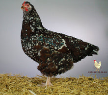 Load image into Gallery viewer, Speckled Sussex Large Fowl For Sale Uk 