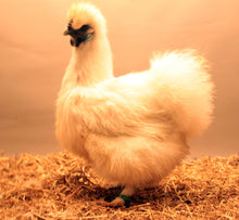 Load image into Gallery viewer, White Silkie Large Fowl